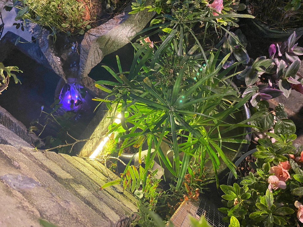 這幾種植物最適合水養(yǎng)，生態(tài)養(yǎng)魚必備！充分凈化水質(zhì)改善魚缸環(huán)境