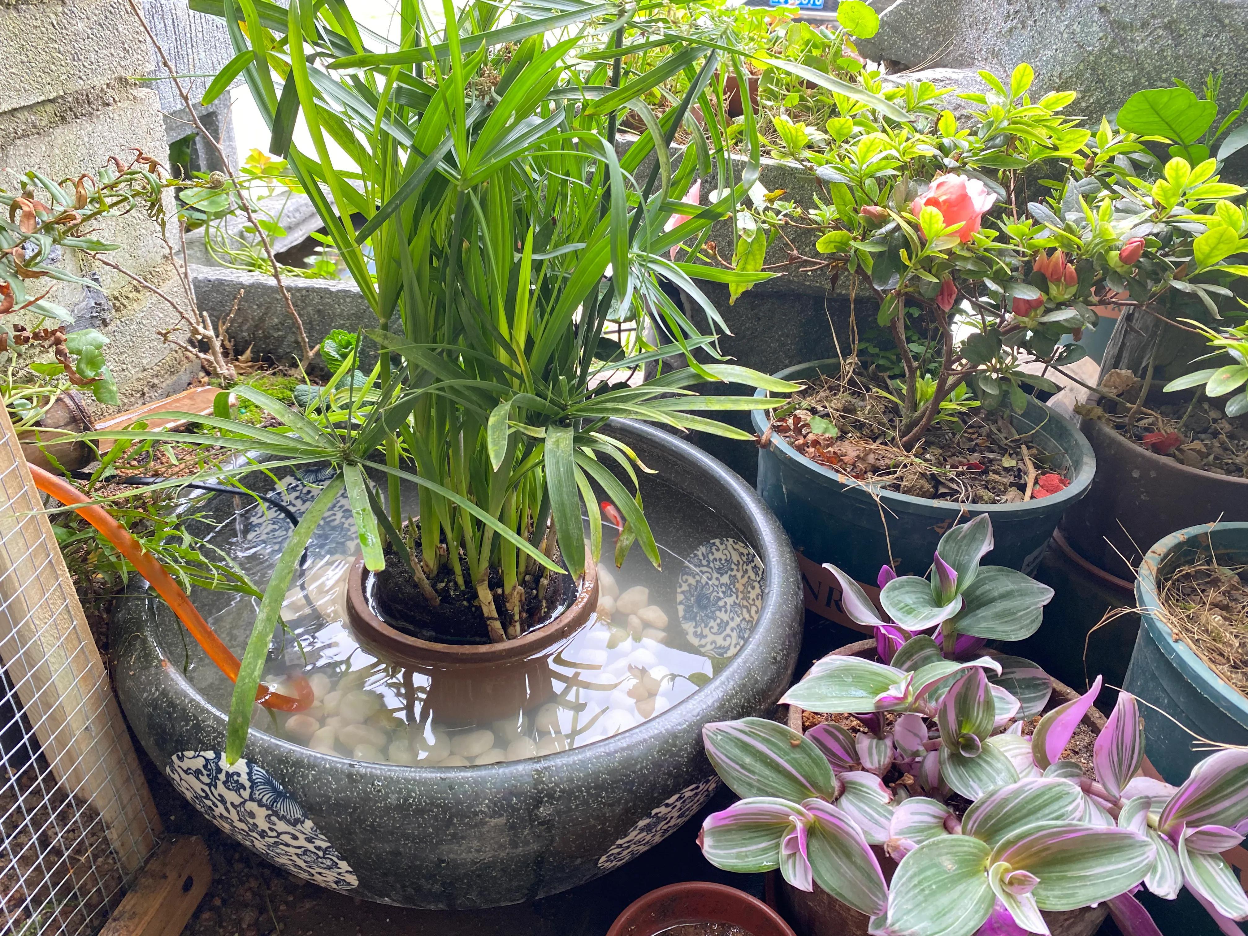 這幾種植物最適合水養(yǎng)，生態(tài)養(yǎng)魚必備！充分凈化水質(zhì)改善魚缸環(huán)境