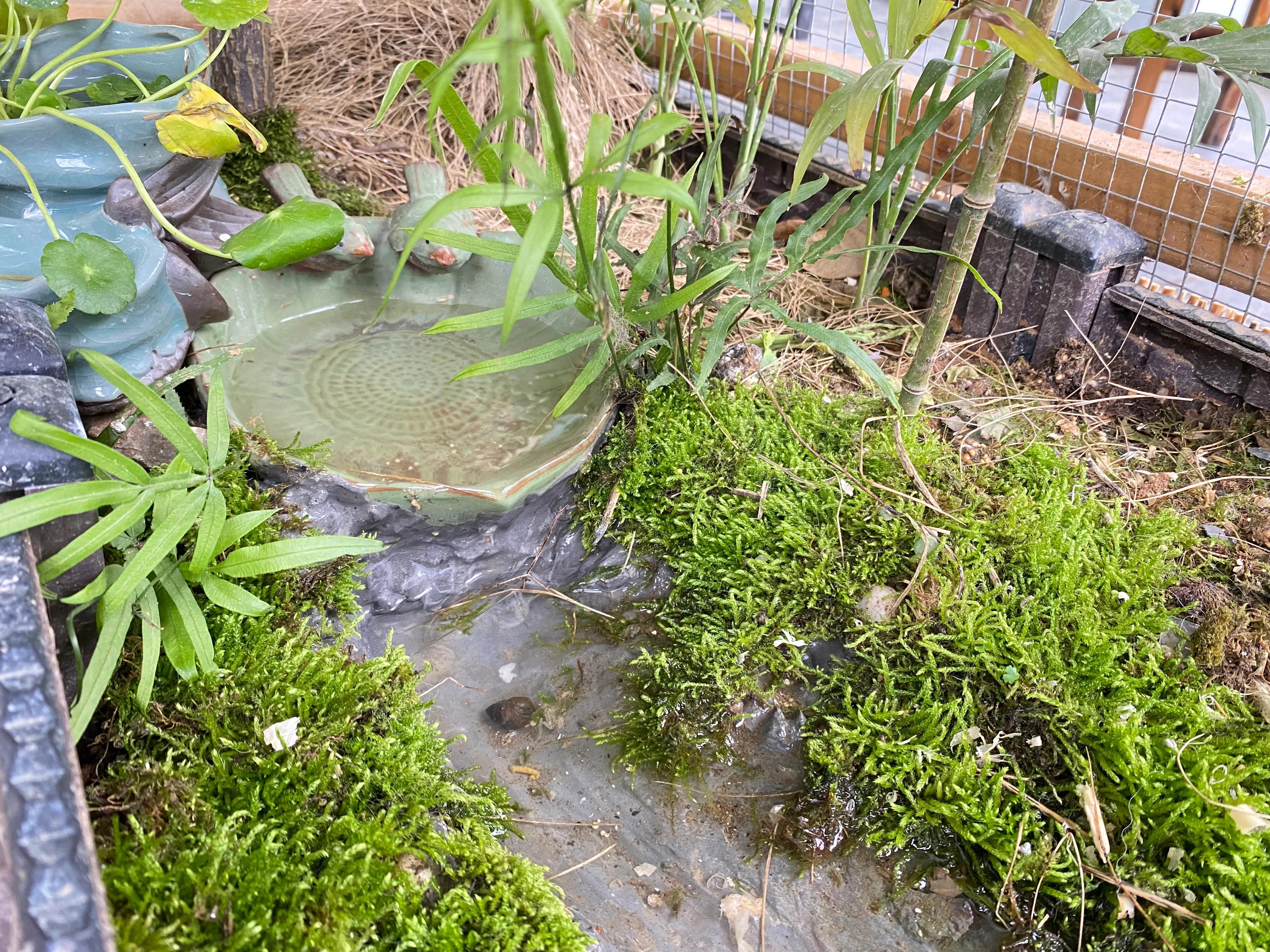 這幾種植物最適合水養(yǎng)，生態(tài)養(yǎng)魚必備！充分凈化水質(zhì)改善魚缸環(huán)境